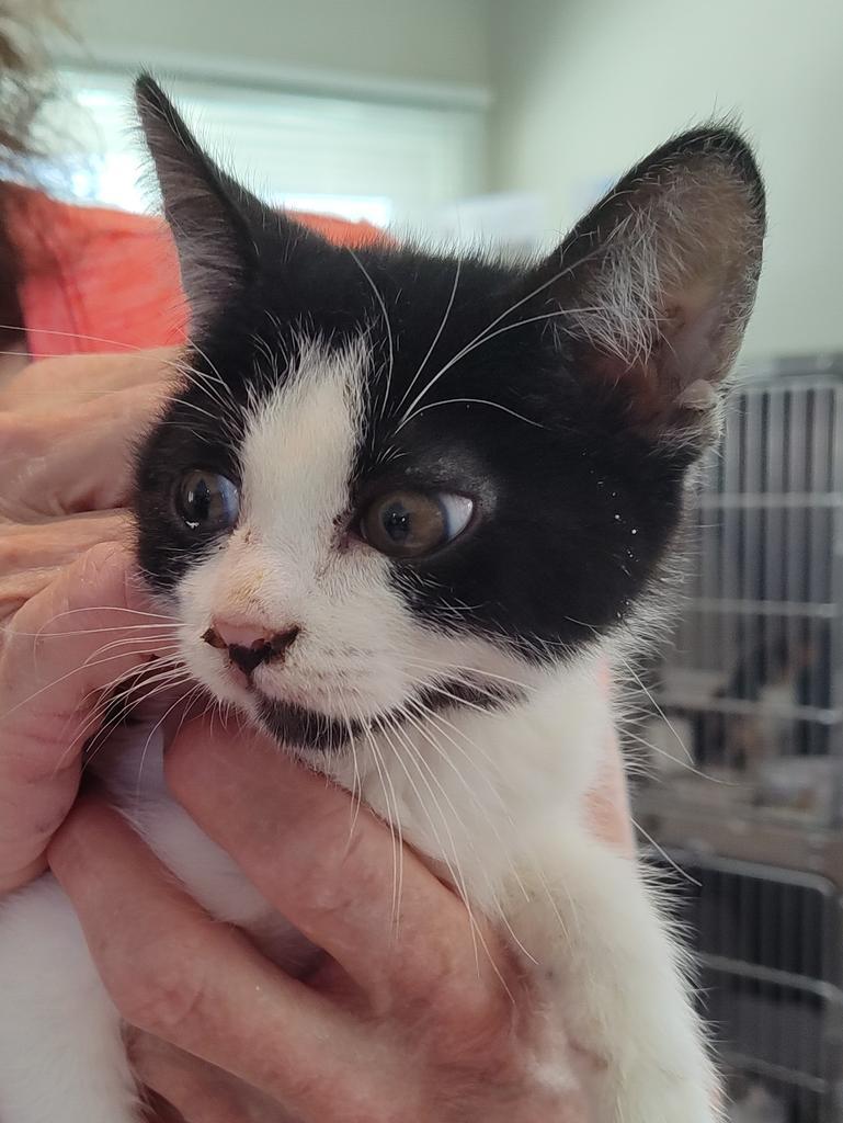 Monica (Lola K2), an adoptable Domestic Short Hair in Pahrump, NV, 89048 | Photo Image 1