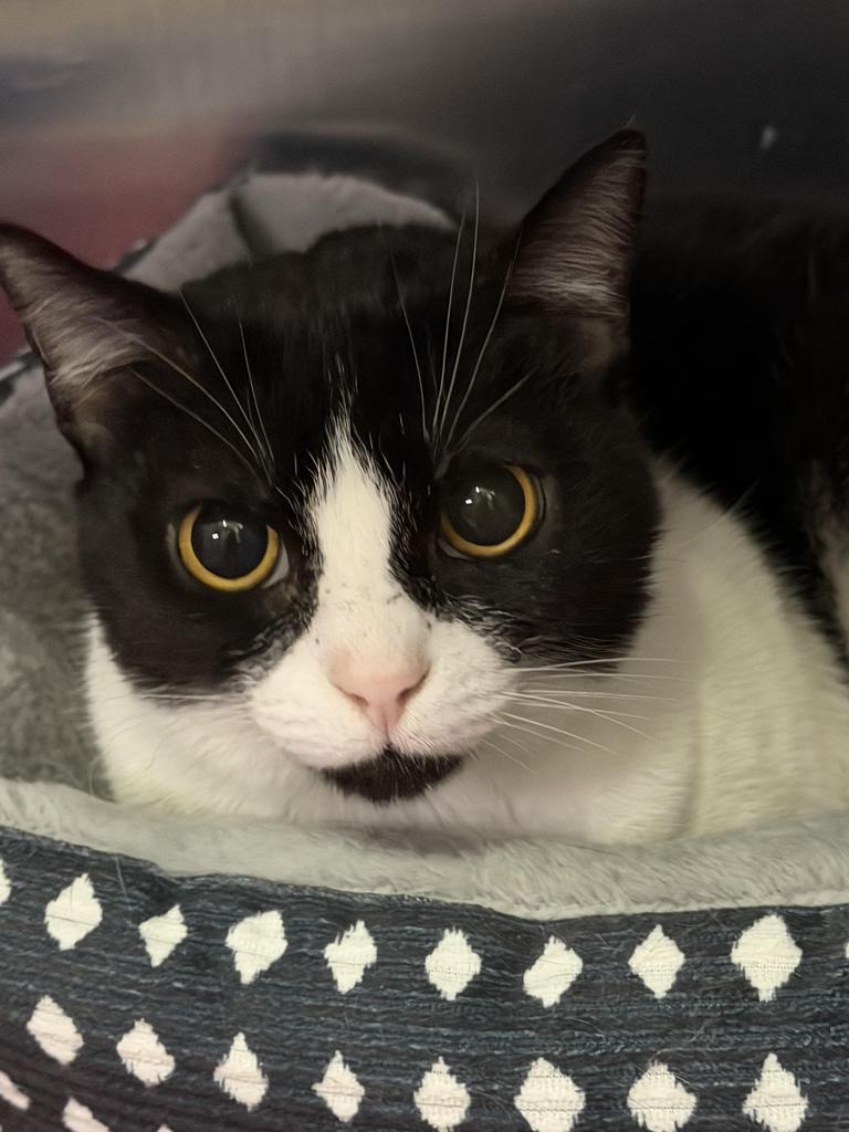 Grace, an adoptable Domestic Short Hair in Pahrump, NV, 89048 | Photo Image 1