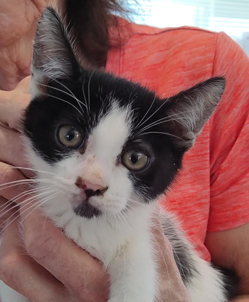 Phoebe (Lola K1), an adoptable Domestic Short Hair in Pahrump, NV, 89048 | Photo Image 1