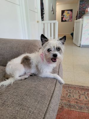 Q-T, Adult Female Yorkshire Terrier
