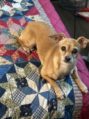 Ginger, Senior Female Chihuahua