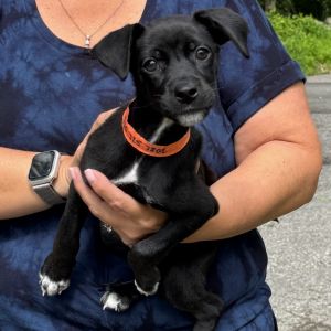 NY Coral (Foster Mahopac), Baby Female Chihuahua