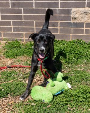 Dolphin Mixed Breed Dog