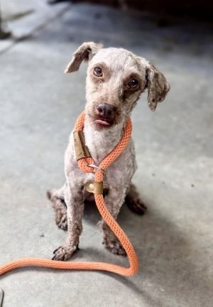 Chipmunk - IN FOSTER, Adult Male Mixed Breed