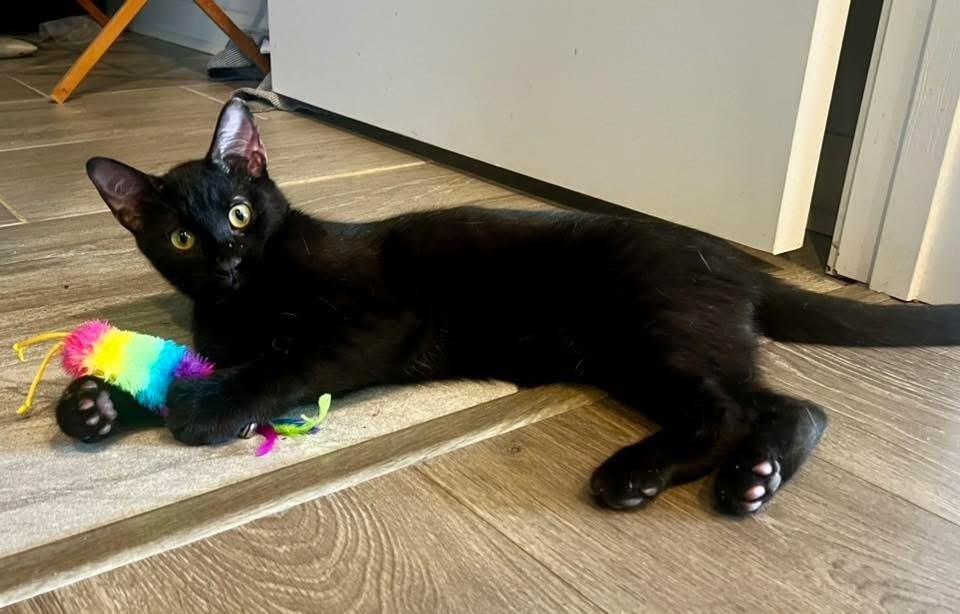 MILO