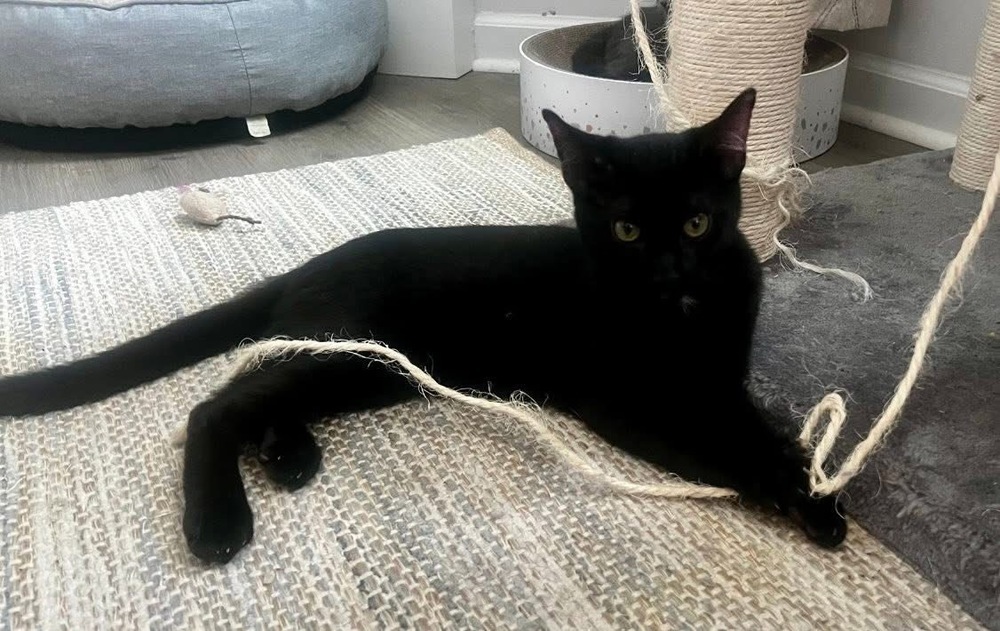 MILO