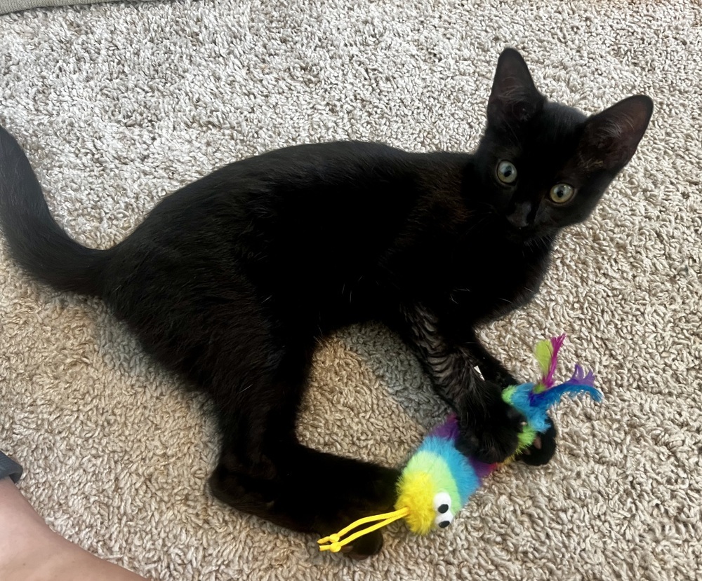 MILO