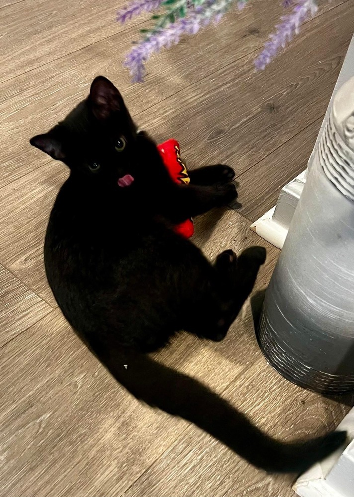MILO