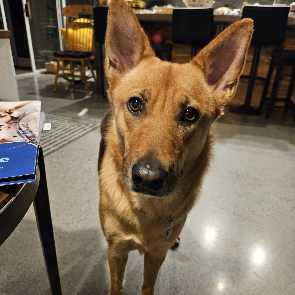 Gia
