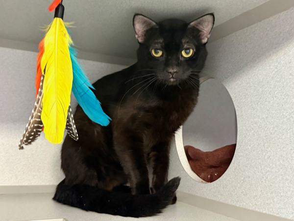 Chat Noir