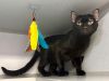 Chat Noir photo 2