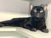 Chat Noir photo 4