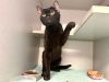 Chat Noir photo 5