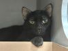 Chat Noir photo 6