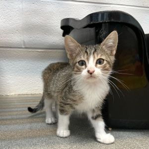 Gettin Silly, Baby Male Domestic Short Hair