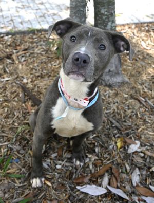 Bella (Formally Nippy) Pit Bull Terrier Dog