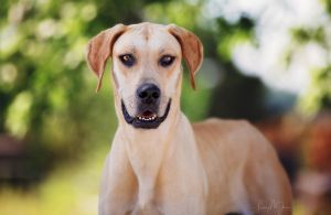 Sahara, Young Female Great Dane