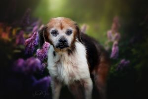Java, Senior Female Beagle