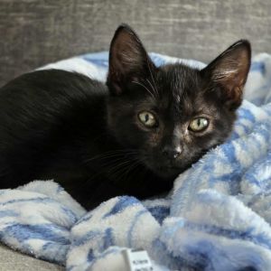 Juniper, Baby Female Domestic Medium Hair