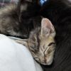 Juniper photo 3
