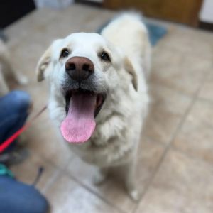 Wednesday, Young Female Great Pyrenees