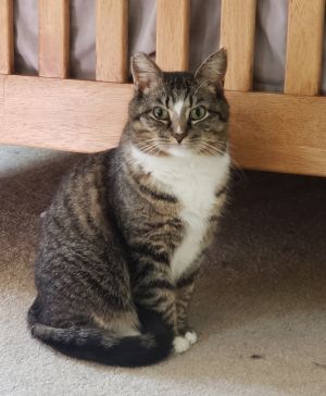Ariel, Adult Female Domestic Short Hair
