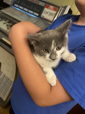 Cloudy, Baby Male Domestic Medium Hair