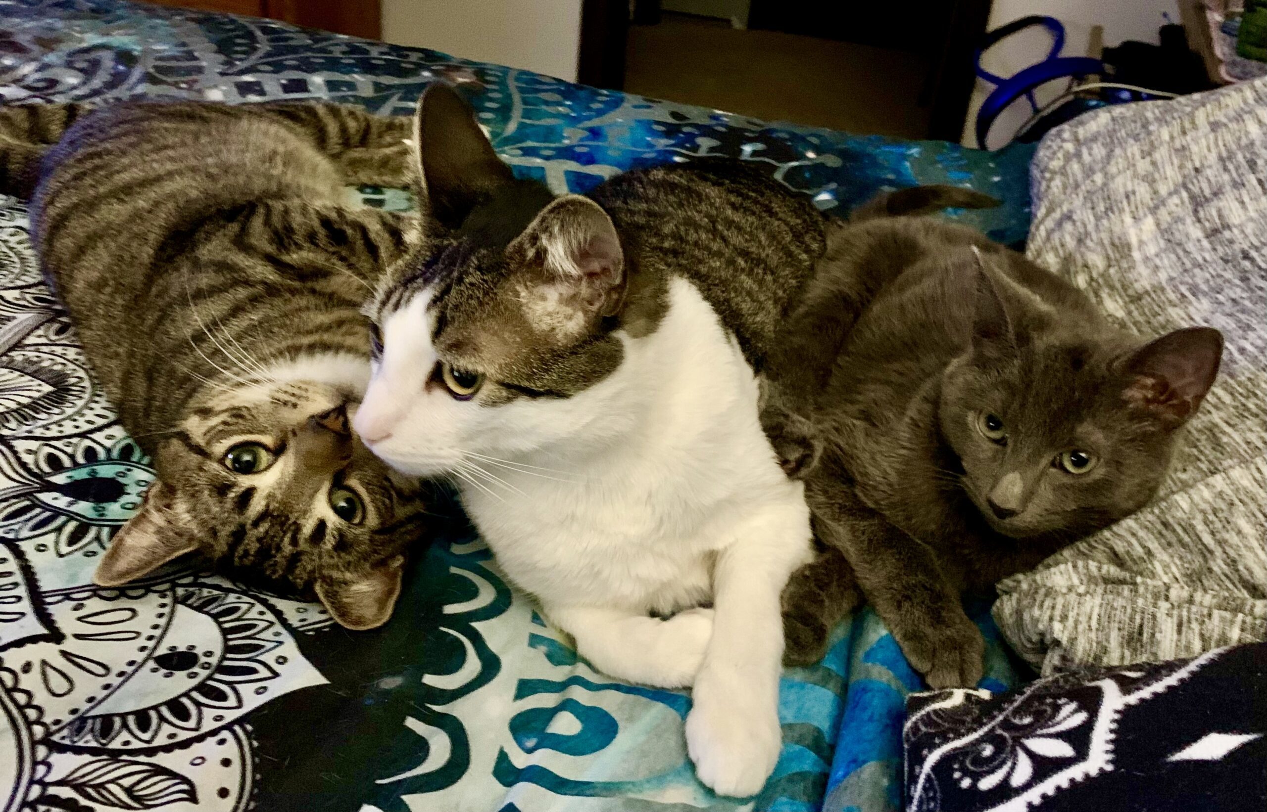 Smokey, JJ, And Nickie