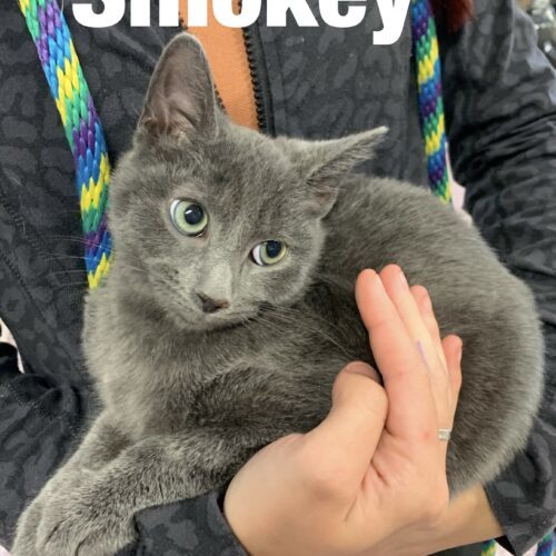 Smokey, JJ, And Nickie
