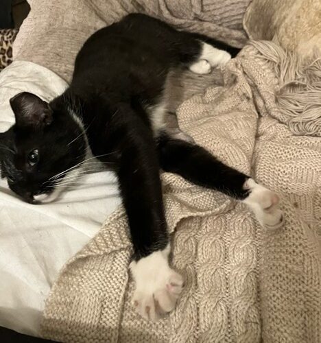 Socks
