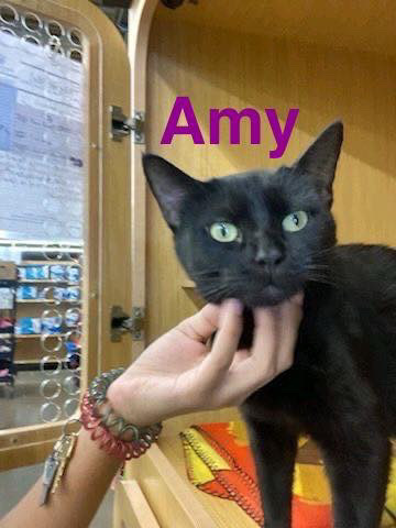 Amy