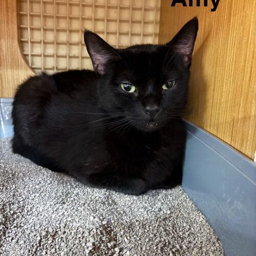Amy