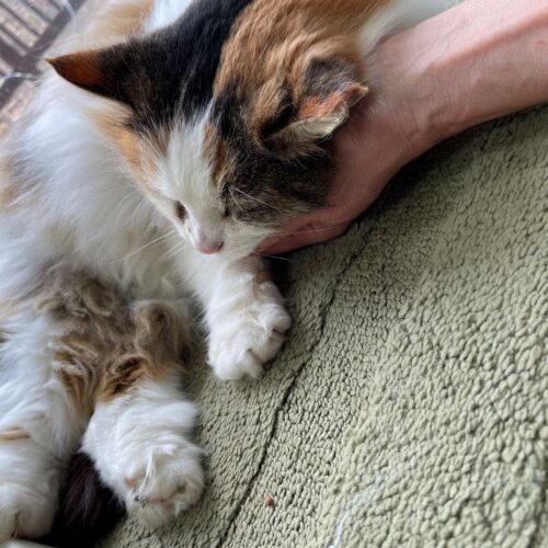 Kitty