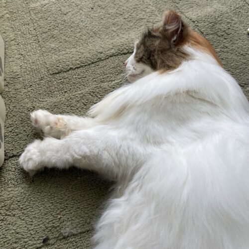 Kitty