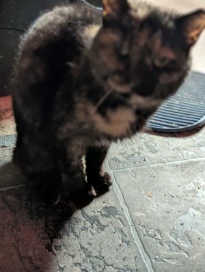 Riley, Senior Female Manx