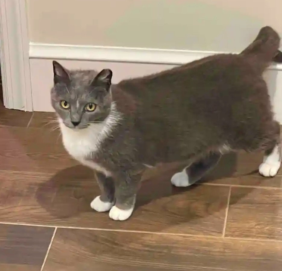 Stella Belle