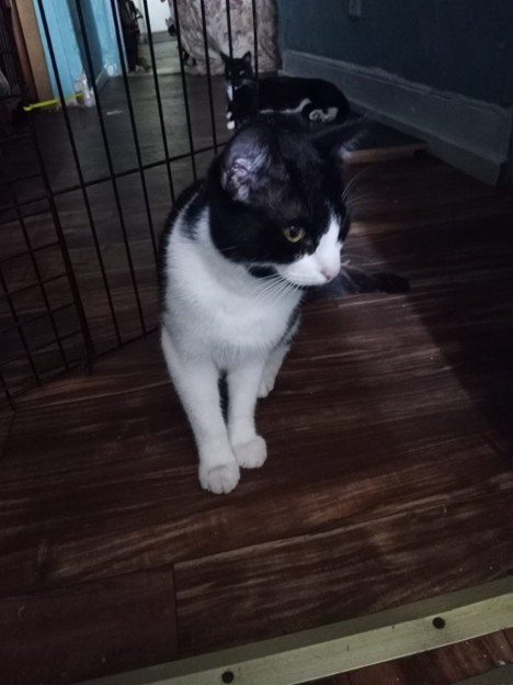 Samson (Sammy)