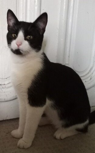 Samson (Sammy)