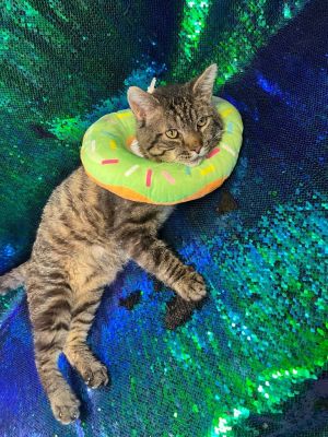 OPIE, Adult Male Domestic Short Hair