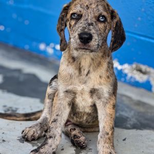 Freedom(blue), Baby Male Hound