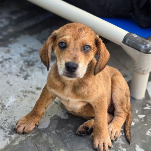 Firecracker(black), Baby Male Hound