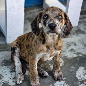 Star(purple), Baby Female Hound
