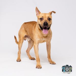 Brownie, Adult Male Pit Bull Terrier