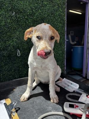 58807257, Baby Female Australian Cattle Dog / Blue Heeler