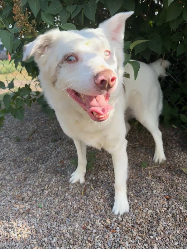 Cubby, an adoptable Mixed Breed in Great Falls, MT, 59405 | Photo Image 1