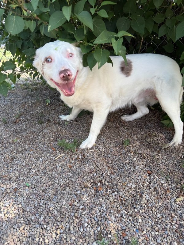 Cubby, an adoptable Mixed Breed in Great Falls, MT, 59405 | Photo Image 2