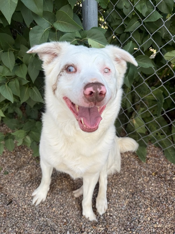 Cubby, an adoptable Mixed Breed in Great Falls, MT, 59405 | Photo Image 3