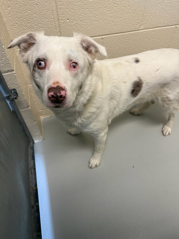 Cubby, an adoptable Mixed Breed in Great Falls, MT, 59405 | Photo Image 4