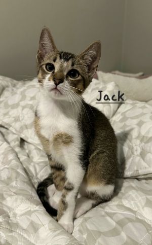HANDSOME GUY DOB 32925 Meet Jack Daniels if youre feeling fancy This smooth little guy goes b