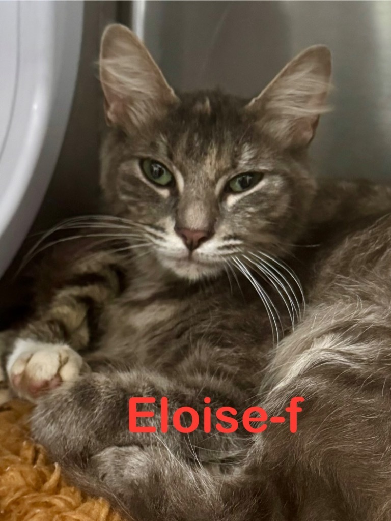 Eloise 25